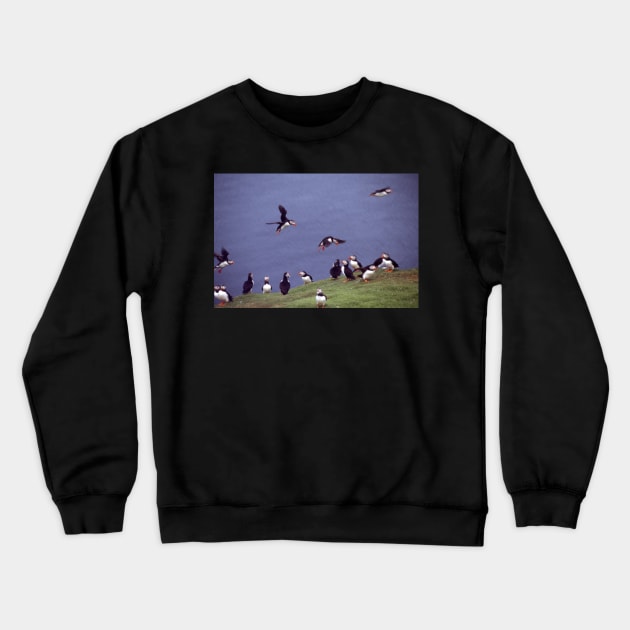 Puffin gathering Crewneck Sweatshirt by orcadia